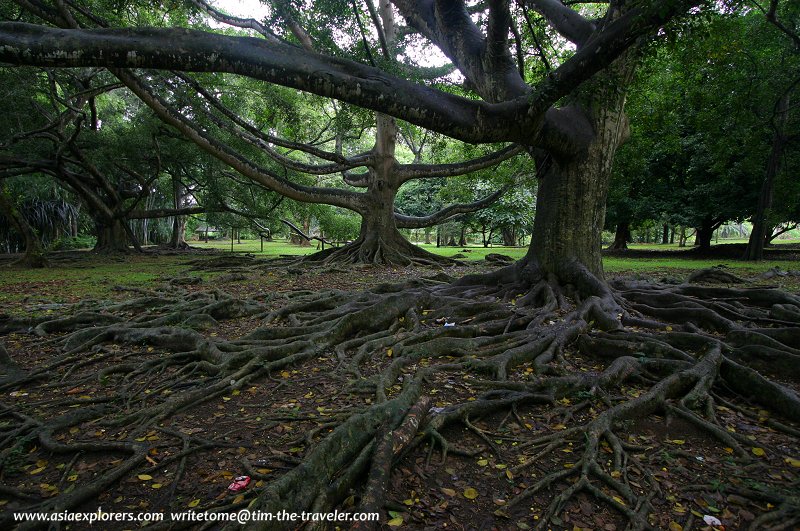 Peradeniya Botanical Gardens