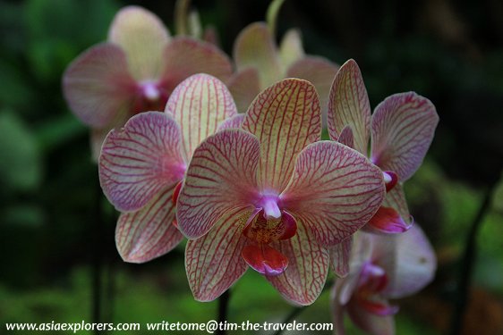 Philaenopsis blooms, National Orchid Garden, Singapore