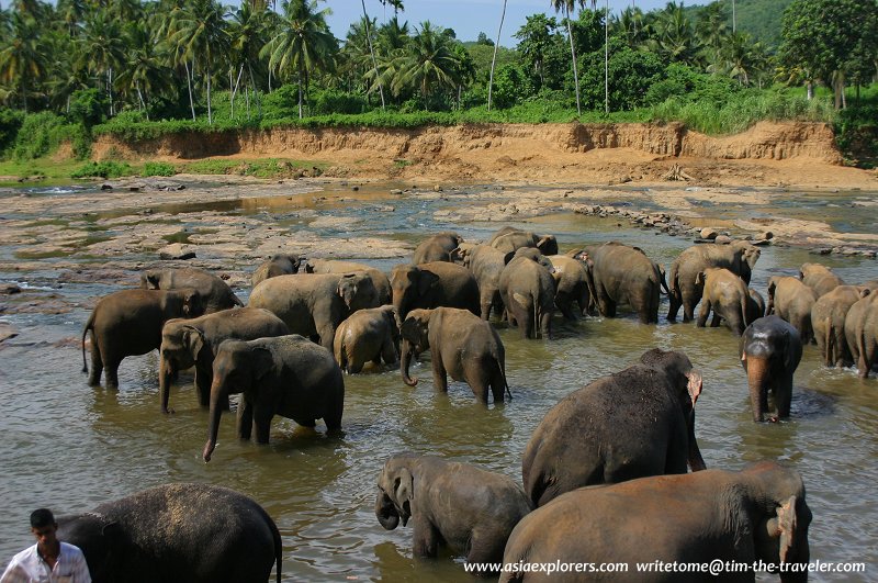 Pinnawala Elephant Orphanage