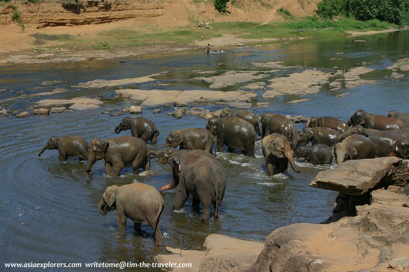 Pinnawela Elephant Orphanage