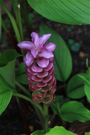 Purple Torch Ginger, Singapore Botanic Gardens