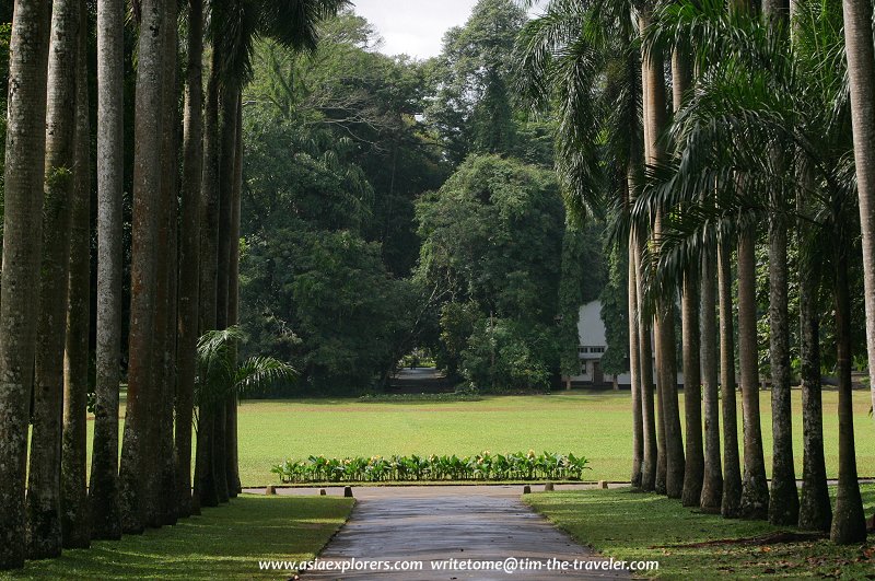 Royal Palm Avenue, Peradeniya Botanical Gardens