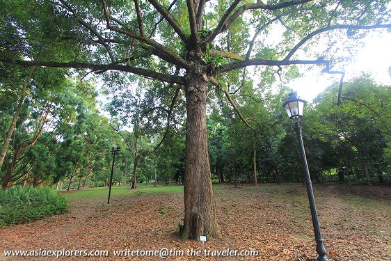 Shorea roxburgii, also known locally as Temak, Singapore Botanic Gardens