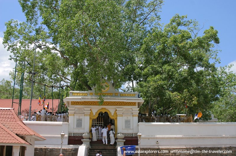 The Sri Maha Bodhi tree