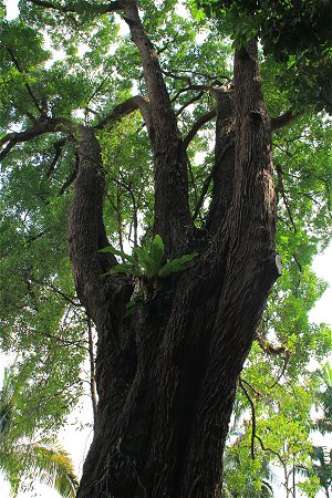 Tembusu (Fagraea fragrans), Singapore Botanic Gardens