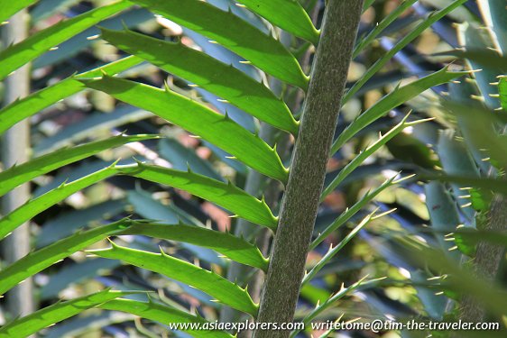 Thorny fronds, Evolution Garden