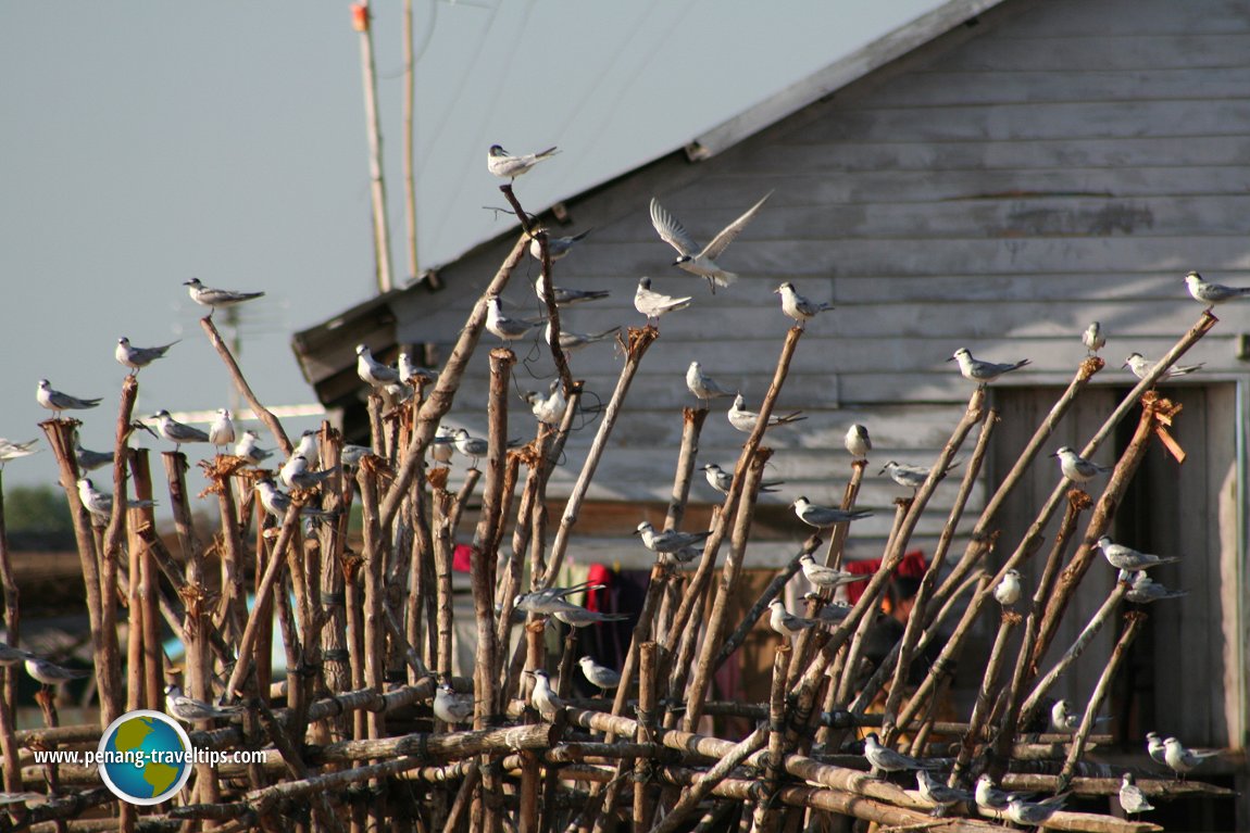 Tonlé Sap, Cambodia