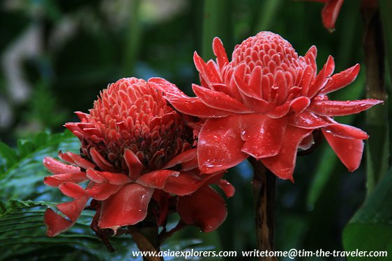 Torch ginger in bloom, Singapore Botanic Gardens