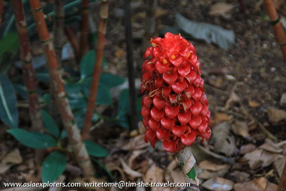 Torch Ginger, Singapore Botanic Gardens