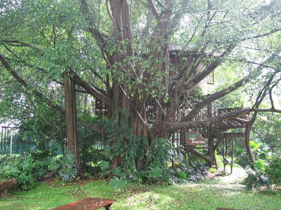 Tree House, Ecogarden, Science Centre