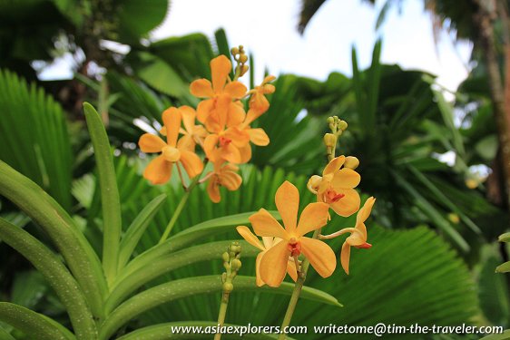 Orchids of the Vanda family, National Orchid Garden, Singapore