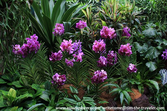 Vanda, National Orchid Garden, Singapore