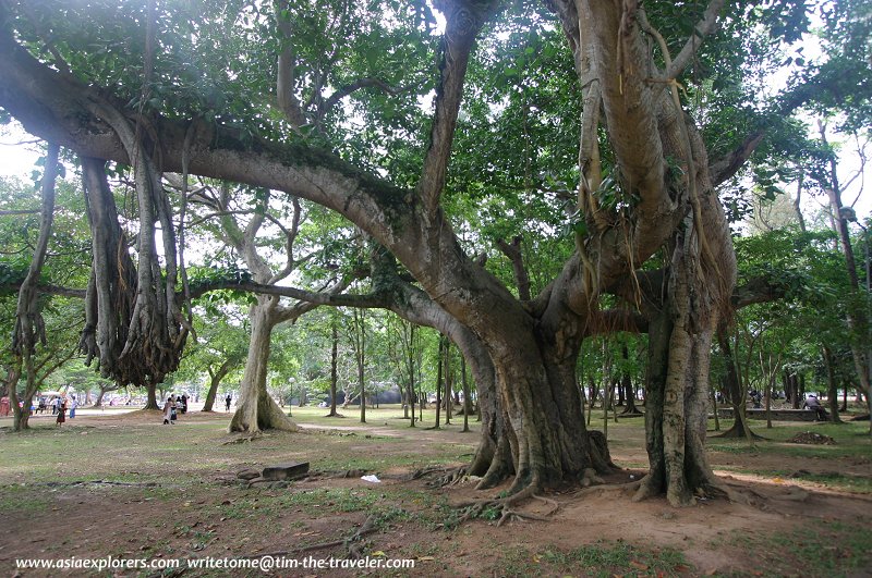 A big tree at Viharamahadevi Park