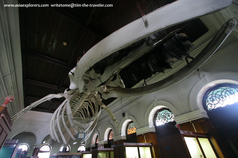 Whale skeleton, National Museum