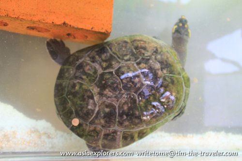 Yellow Spotted Amazon River Turtle