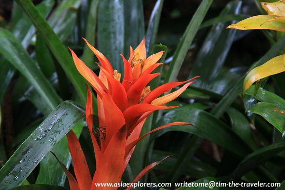 Yuen-Peng McNeice Bromeliad Collection, Singapore Botanic Gardens