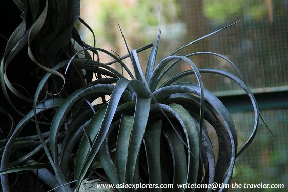 Yuen-Peng McNeice Bromeliad Collection, Singapore Botanic Gardens