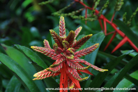 Yuen-Peng McNeice Bromeliad Collection, Singapore Botanic Gardens