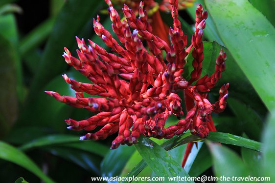 Yuen-Peng McNeice Bromeliad Collection, Singapore Botanic Gardens