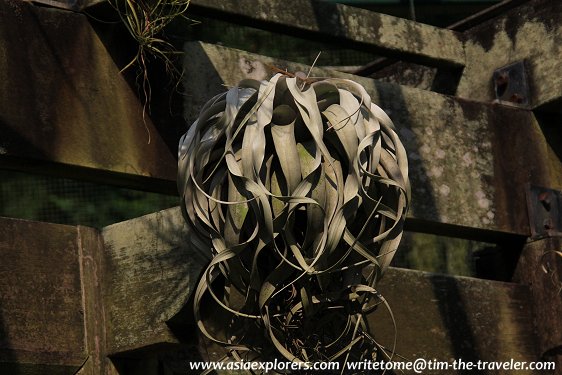 Yuen-Peng McNeice Bromeliad Collection, Singapore Botanic Gardens