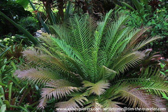 Yuen-Peng McNeice Bromeliad Collection, Singapore Botanic Gardens