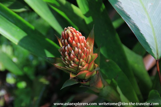 Yuen-Peng McNeice Bromeliad Collection, Singapore Botanic Gardens