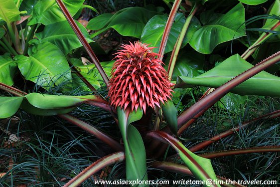 Yuen-Peng McNeice Bromeliad Collection, Singapore Botanic Gardens