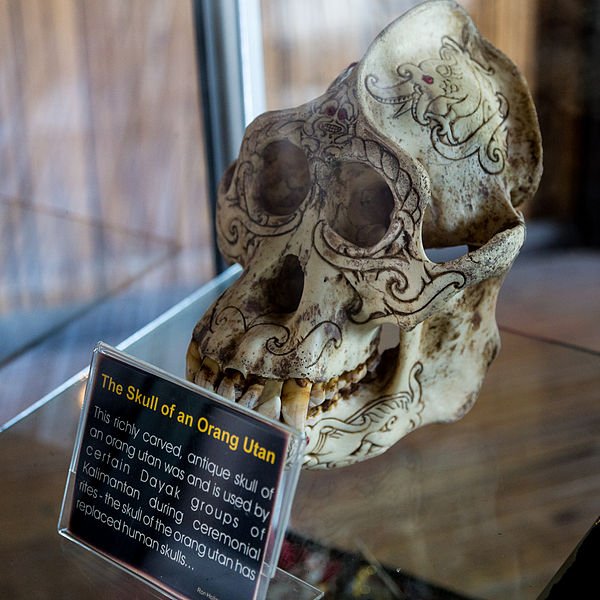 Antique orang utan skull, Monopiad Cultural Village