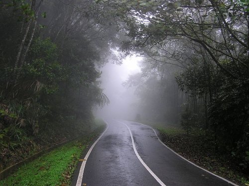 Morning mist at Kinabalu Park
