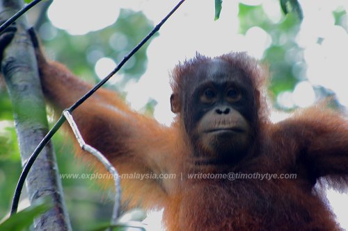 Young orang-utan at Semenggoh