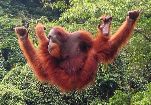 Orang Utan