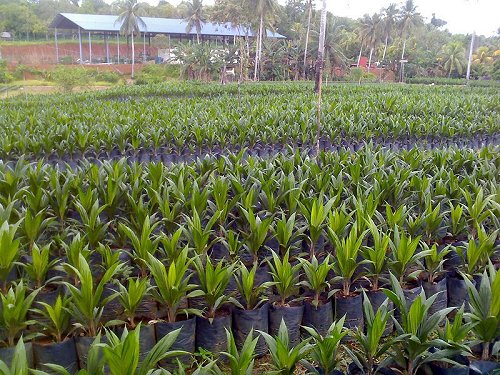 Tawau Oil Palm Nursery