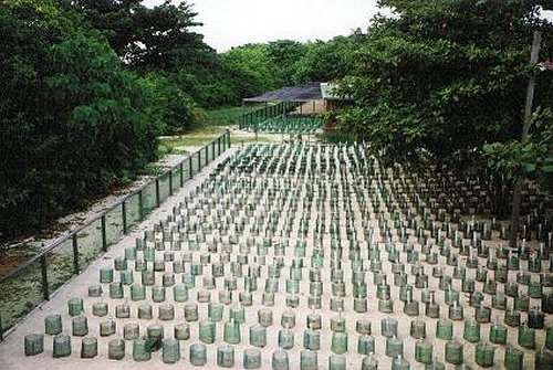 Turtle hatchery at Turtle Islands National Park