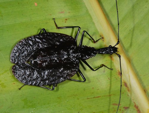 Violin Beetle, Endau-Rompin National Park