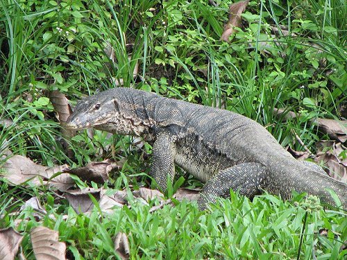 Water Monitor in Danum Valley