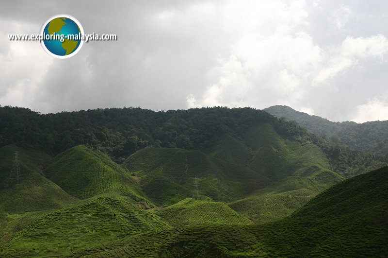 Bharat Tea Plantation, Cameron Highlands