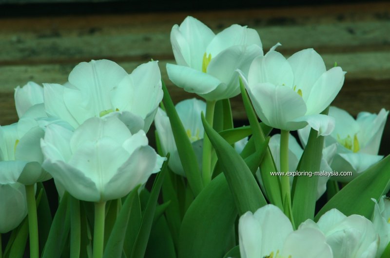 Bukit Larut tulips