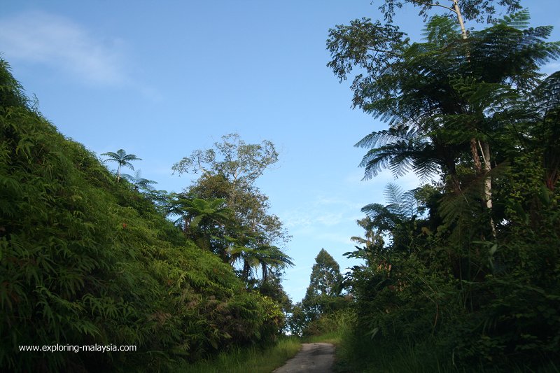 Bukit Palong, Baling, Kedah