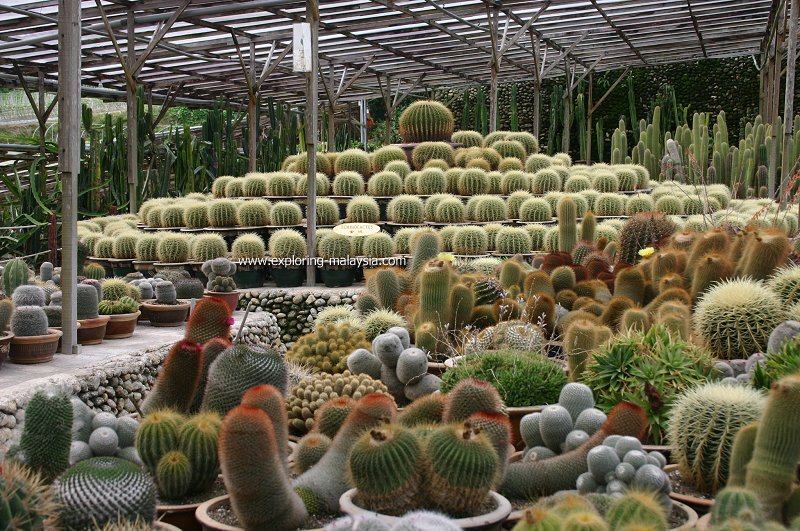 Cactus Valley, Cameron Highlands