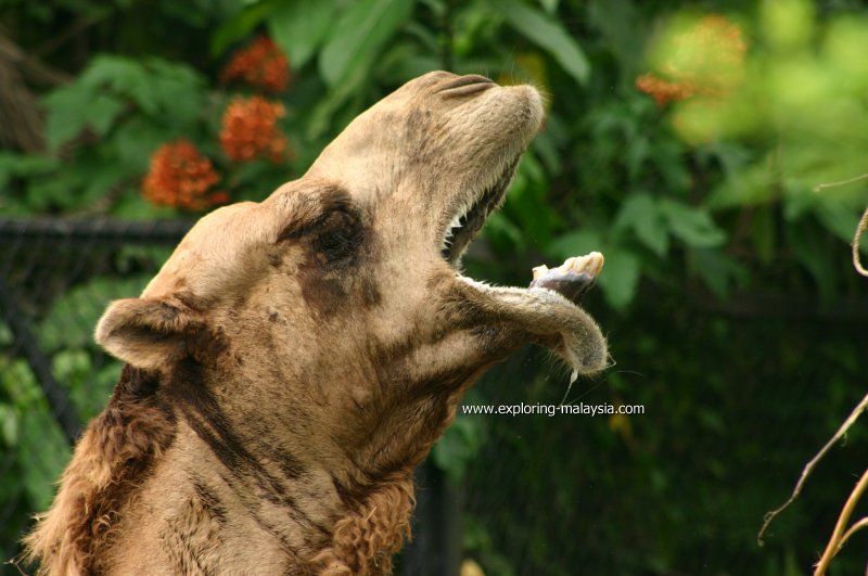 Camel, Taiping Zoo