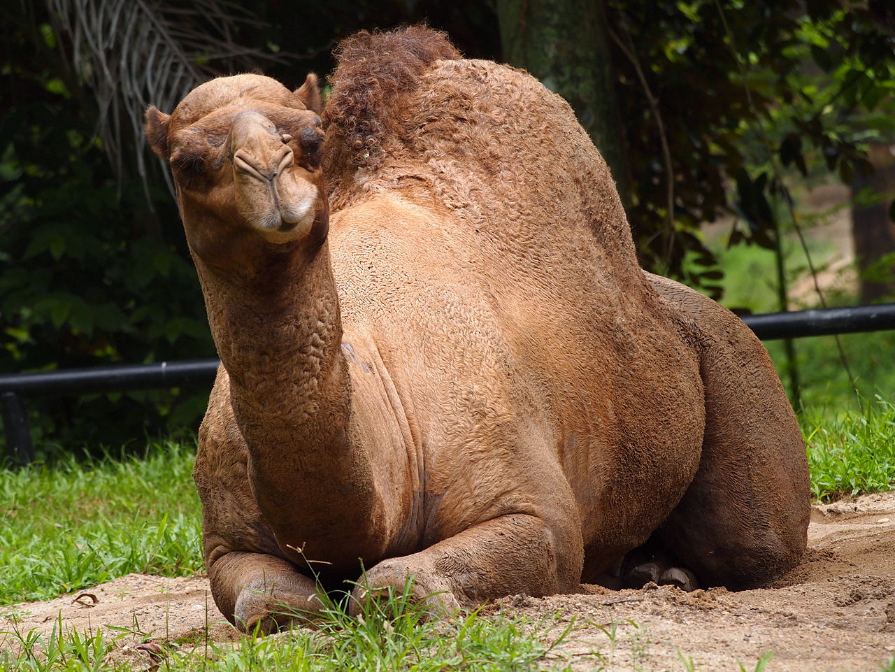 The camel at Zoo Negara