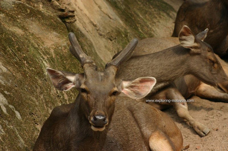 Deer, Taiping Zoo