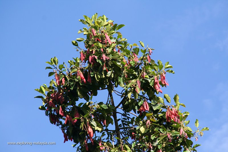 Dipterocarp fruits, Bukit Palong