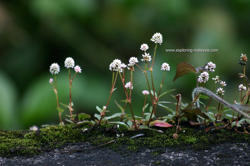 The flora of Maxwell Hill