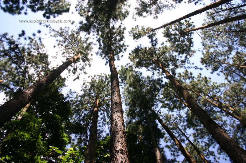 Forest canopy, Fraser's Hill