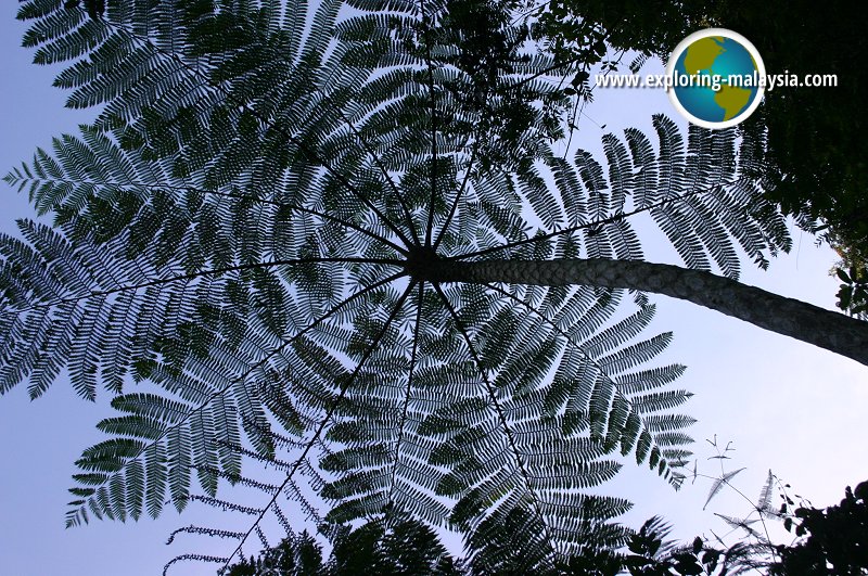 Giant fern, Fraser's Hill