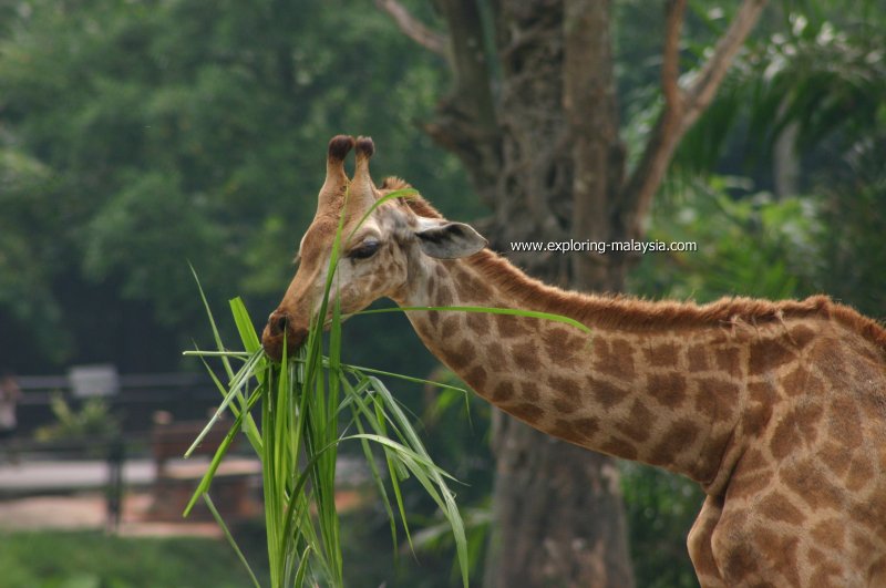 Taiping Zoo