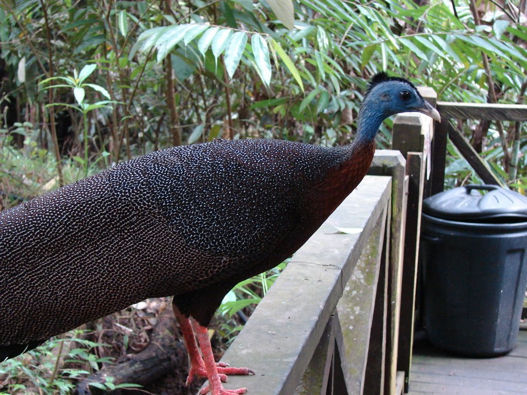 Lok Kawi Wildlife Park