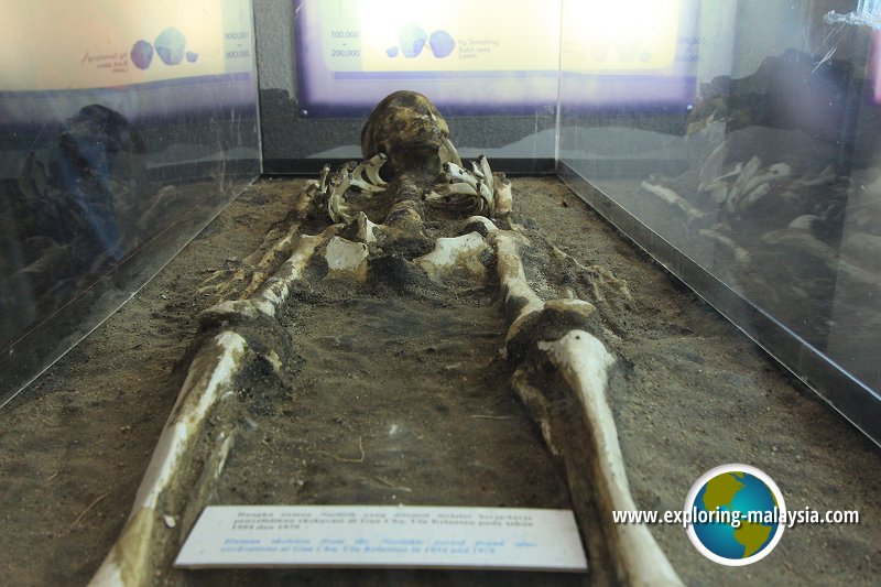 Neolithic human skeleton found at Gua Cha in Kelantan