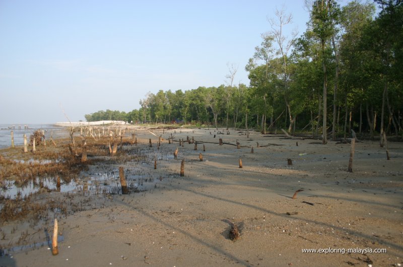 Hutan Paya Laut, Kedah